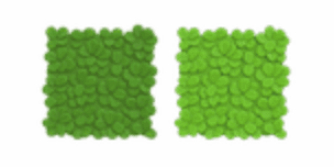Grass